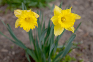 MC_daffodils_3567-300x200.jpg